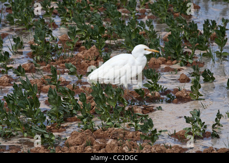 Cattle Egret in farmers freshly watered flooded muddy field in an Oasis town of Egypt. Stock Photo