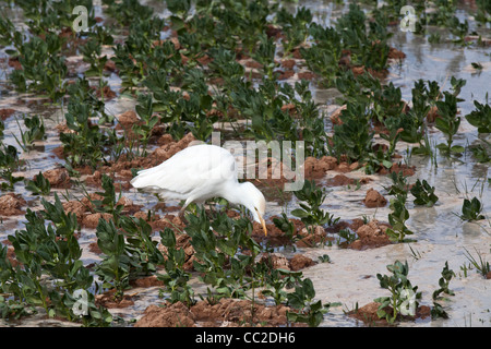 Cattle Egret in farmers freshly watered flooded muddy field in an Oasis town of Egypt. Stock Photo