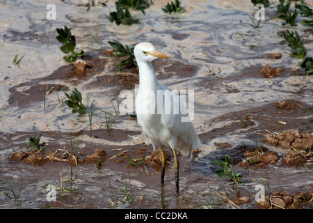 Cattle Egret in farmers freshly watered flooded muddy field in an Oasis town of Egypt. Stock Photo