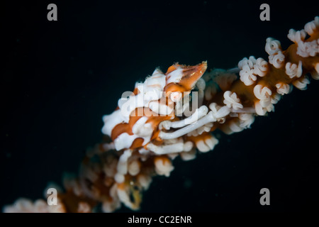 A Wire coral crab (Xenocarcinus tuberculatus) clings to its wire coral host (Cirripathes sp.) in which it camouflages itself. Stock Photo