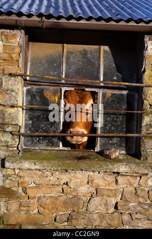 Winter Livestock inside housing for a cow in a stone barn.  Ayrshire Heifer looking out of barred window at Gunnerside, Swaledale, North Yorkshire, UK Stock Photo