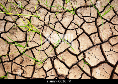 Green plants growing from the cracked earth Stock Photo