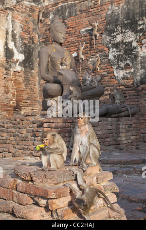 Monkeys at the ruins of Prang Sam Yot, Lopburi, Asia Stock Photo