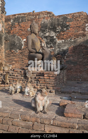 Monkeys at the ruins of Prang Sam Yot, Lopburi, Asia Stock Photo