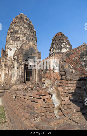 Monkeys at the ruins of Prang Sam Yot, Lopburi, Asia Stock Photo