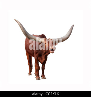 Lowing Watusi cattle Stock Photo