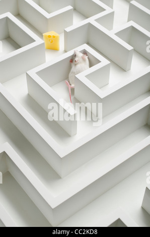 White mouse into labyrinth, studio shot Stock Photo