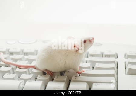 White mouse on computer keyboard, studio shot Stock Photo