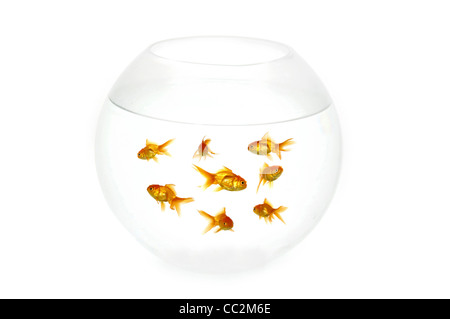 Many gold fish in a fish bowl. On clean white background Stock Photo