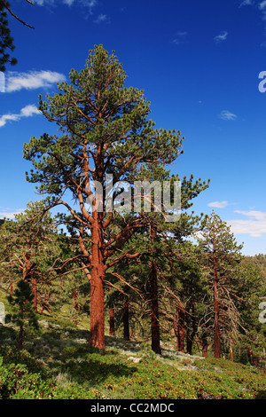 Eastern slope of Sierra Nevada Mountains - From Washoe City Abstract ...