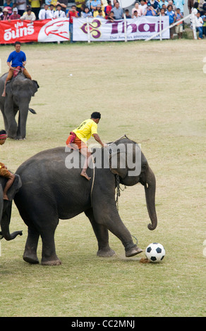 Elephant football in Surin's Srinarong Stadium during the annual Elephant Roundup festival. Surin, Surin, Thailand Stock Photo