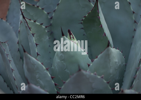 Majorelle garden, Marakech Stock Photo