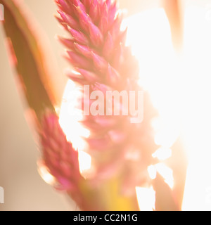 Studio shot of purple Eremurus Stock Photo