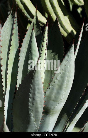 Majorelle garden, Marakech Stock Photo