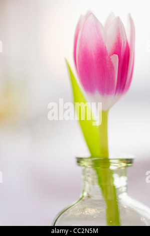 Studio shot of pink tulip in glass vase Stock Photo