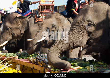 Elephants feast at an Elephant Buffet during the annual Elephant Roundup festival.   Surin, Surin, Thailand Stock Photo