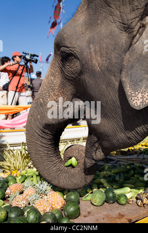 Elephants feast at an Elephant Buffet during the annual Elephant Roundup festival.  Surin, Surin, Thailand Stock Photo