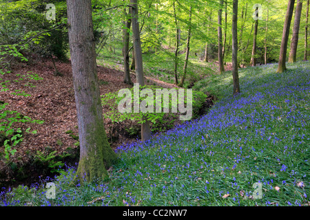 Classic carpet of English Bluebells on the trail between Soudley and Blakeney in the Forest of Dean, Gloucestershire, UK Stock Photo