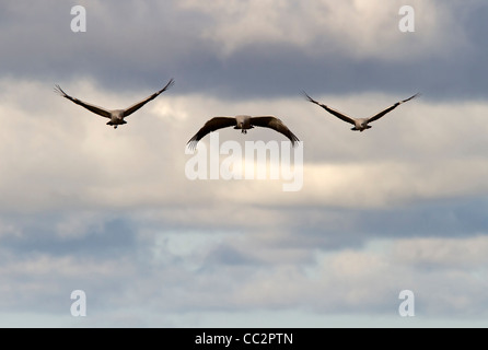Flying cranes (Grus grus) Stock Photo
