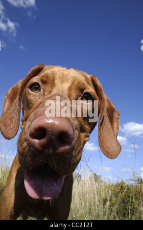 portrait Hungarian Viszla dog panting Stock Photo