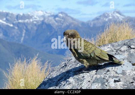 Worlds only alpine parrot, Kea (Nestor notabilis). Dusky Sound. Fiordland. New Zealand. Stock Photo