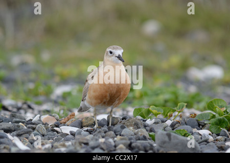 New Zealand dotterel Charadrius obscurus endemic bird species of New Zealand Stock Photo