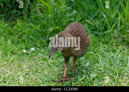 A Weka or Woodhen Paparoa National Park Punakaiki South Island New Zealand Stock Photo