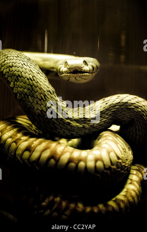 Snake in jar Stock Photo