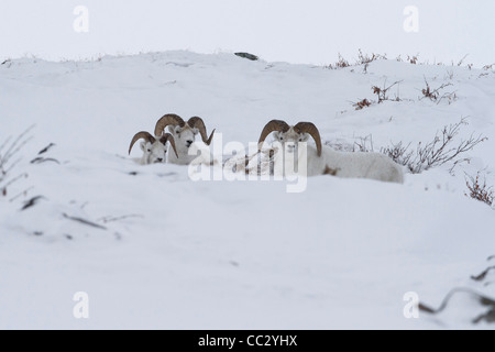Dall Sheep (Ovis dalli) rams in snow in Atigun Pass, Brooks Range mountains, Alaska in October Stock Photo