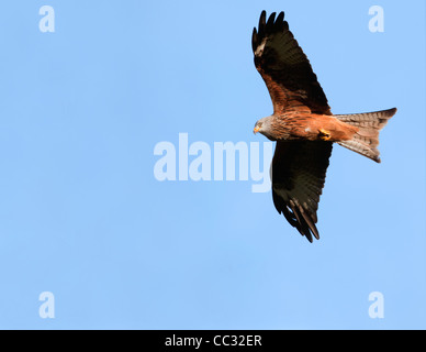 Red Kite Milvus milvus Stock Photo