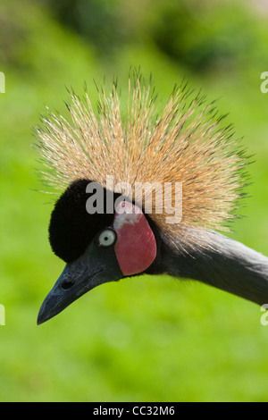 Black or West African Crowned Crane (Balearica pavonina pavonina). Portrait. Ruffle Bow display. Stock Photo