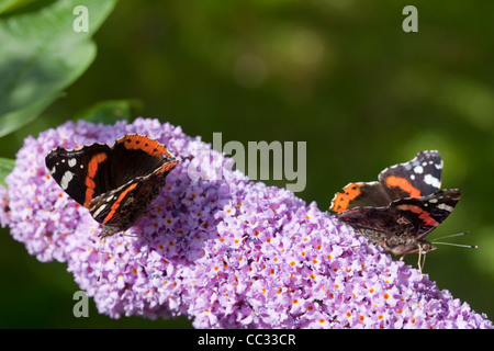 Red Admiral Butterfly (Vanessa atalanta). Taking nectar from the flowers of Buddleia (Buddleia davidii) or Butterfly Bush. Stock Photo