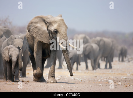 Elephant approaching with a large herd; African elephants; Loxodonta Africana Stock Photo