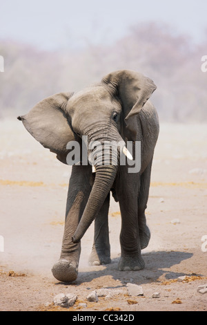 Young Elephant mock charging; Loxodonta Africana; Etosha Stock Photo