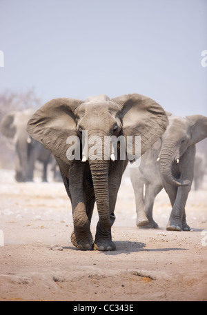 Elephant approaching over dusty sand with herd following in background