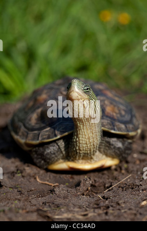 Chinese Stripe-necked Turtle (Ocadia sinensis). Adult. Extended neck revealing markings which give it the popoular name. Stock Photo