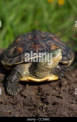 Chinese stripe-necked turtle, Chinese striped-neck turtle (Ocadia ...