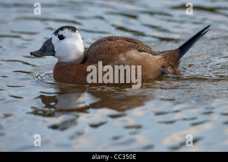 White-headed Duck (Oxyura leucocephala). Male on water. Stock Photo