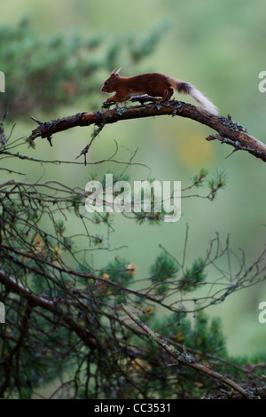 Eurasian red squirrel (Sciurus vulgaris) climbing in pine trees Stock Photo