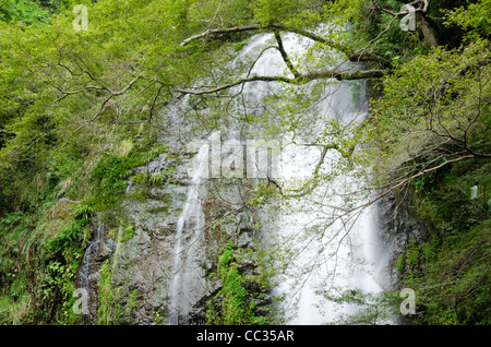 Water fall at the Mino Quasi National Park in Japan with green maple tree Stock Photo