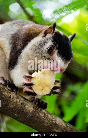 The grizzled giant squirrel ( Ratufa macroura ) is a large tree squirrel found in Sri Lanka Stock Photo
