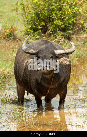 Water buffalo (Bubalus arnee) grazing on a harvested rice field, Cambodia Stock Photo