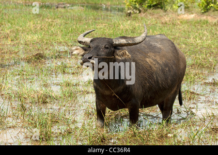 Water buffalo (Bubalus arnee) grazing on a harvested rice field, Cambodia Stock Photo