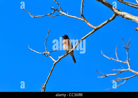 Eastern Bluebird, Sialia sialis, perched on a branch. Stock Photo