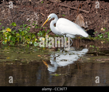 Great Egret, Ardea alba, foraging along the shore at Brazos Bend State Park, Texas