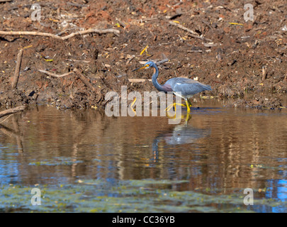 Tricolored Heron, Egretta tricolor wading in the swamp at Brazos Bend State Park, Texas. Stock Photo