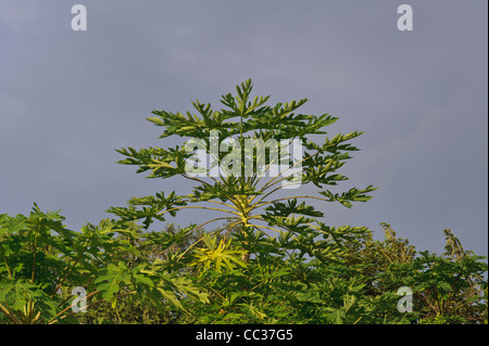 Papaya plant in the mountains of Honduras Stock Photo