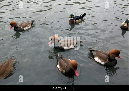 Redhead ducks floating on lake Stock Photo