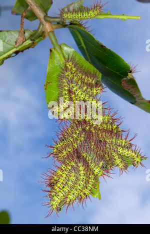 Ceterpillars of the moth Automeris metzli from Saturniidae family Stock ...