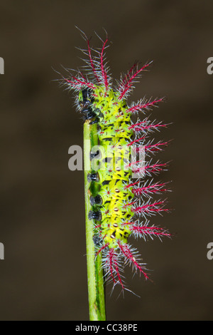 An Automeris Caterpillar Stock Photo - Alamy